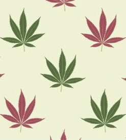 PULLIN Boxer Homme Master Kanab – Imprimé Feuilles de Cannabis Vertes et Noires – Sous-Vêtement Premium -Lingerie Sipp boxer homme imprime kanab 2