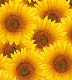 PULLIN Boxer Homme Fashion 2 Maxsun – Caleçon Long Imprimé en Lycra Premium 6 PULLIN Boxer Homme Fashion 2 Maxsun – Caleçon Long Imprimé en Lycra Premium -Lingerie Sipp boxer homme maxsun imprime multicolore 1